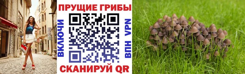Псилоцибиновые грибы GOLDEN TEACHER Нахабино